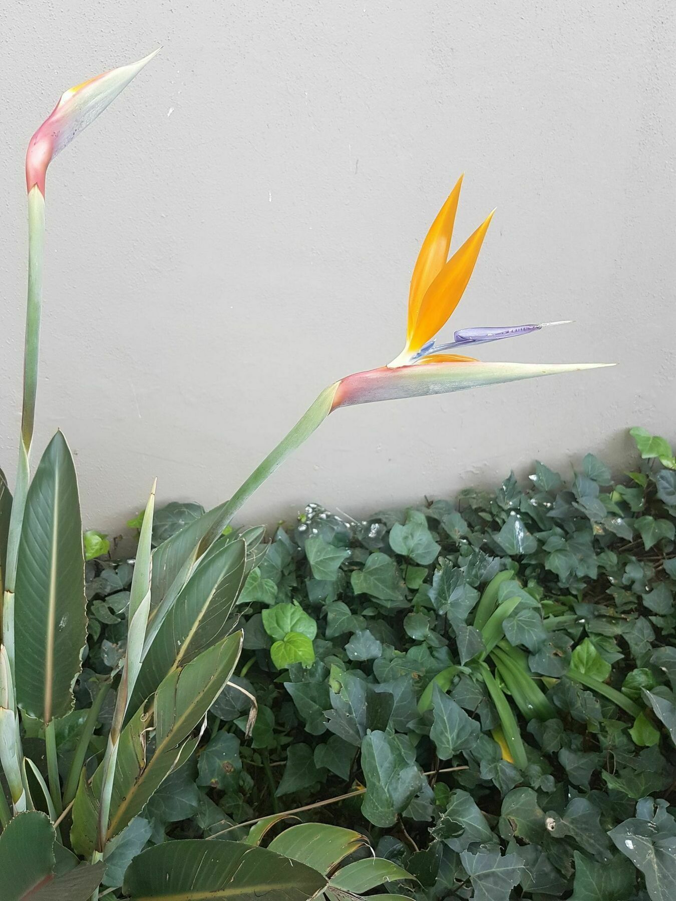 מידלבורג Blue Sparrow Guest House מראה חיצוני תמונה